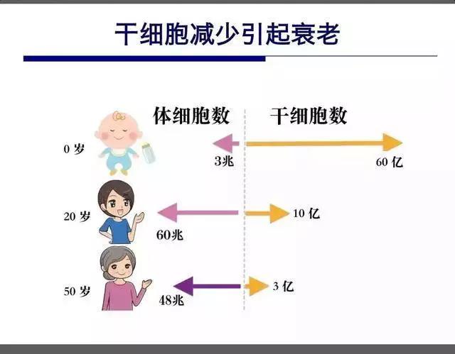 干细胞为人体损伤,病变细胞的修复等发挥重要作用